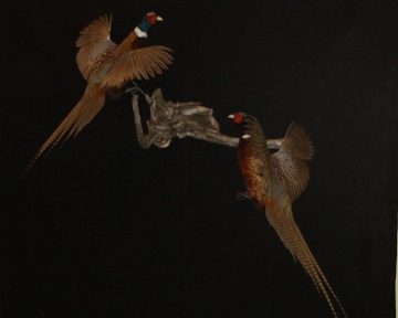 Ring-necked pheasant mount, item #30