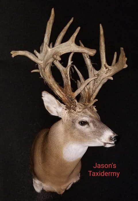 whitetail deer taxidermy by Jason's Taxidermy