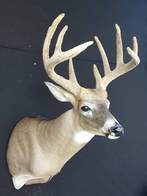 whitetail deer taxidermy by Jason's Taxidermy