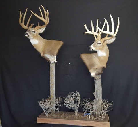 whitetail deer taxidermy by Jason's Taxidermy