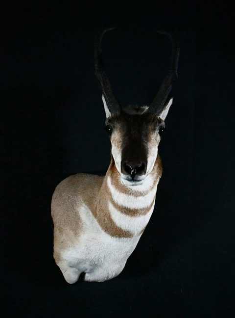 big game taxidermy by Jason's Taxidermy