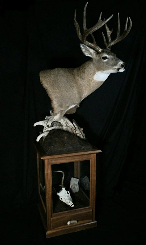 whitetail deer taxidermy by Jason's Taxidermy