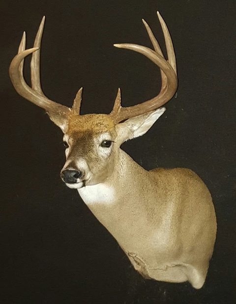 whitetail deer taxidermy by Jason's Taxidermy