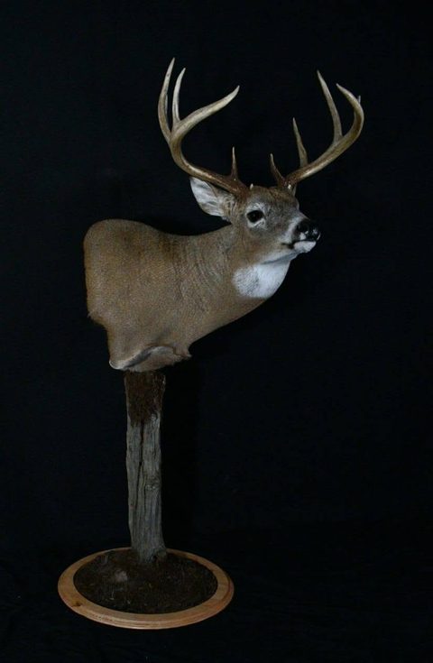 whitetail deer taxidermy by Jason's Taxidermy