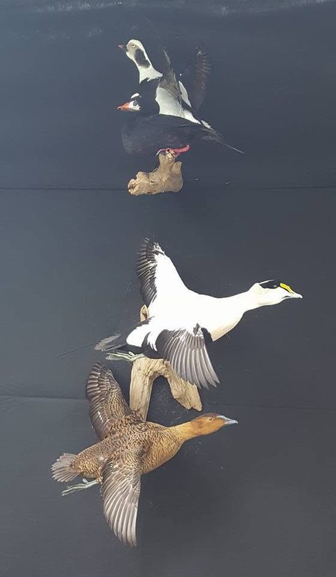 Eiders – Wall Display – waterfowl taxidermy by Jason's Taxidermy