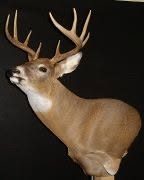 whitetail deer taxidermy by Jason's Taxidermy