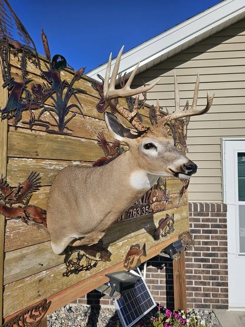 whitetail deer taxidermy by Jason's Taxidermy