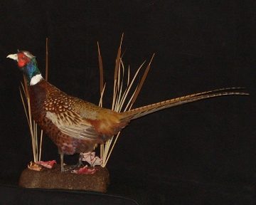 Ring-necked pheasant mount, item #10