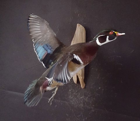 Wood Duck – Flying – waterfowl taxidermy by Jason's Taxidermy