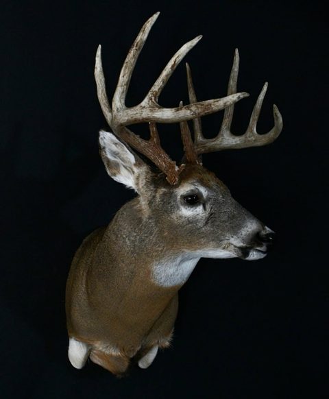 whitetail deer taxidermy by Jason's Taxidermy