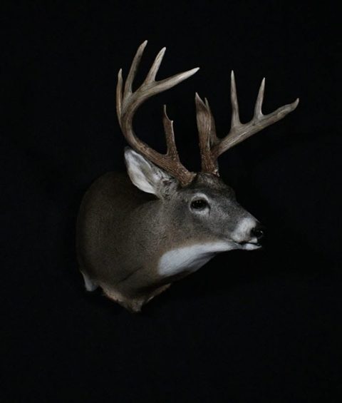 whitetail deer taxidermy by Jason's Taxidermy