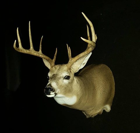 whitetail deer taxidermy by Jason's Taxidermy