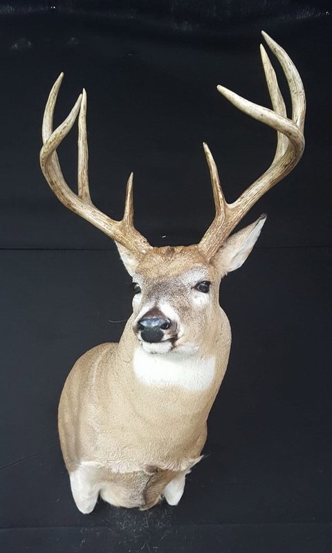 whitetail deer taxidermy by Jason's Taxidermy