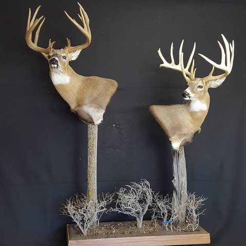 whitetail deer taxidermy by Jason's Taxidermy