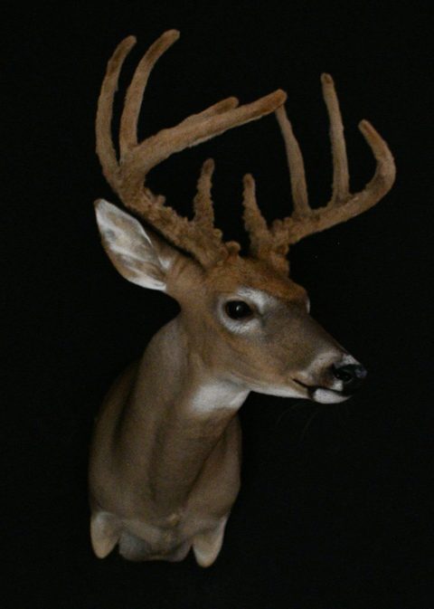 whitetail deer taxidermy by Jason's Taxidermy