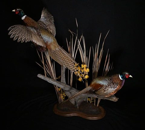 upland game bird taxidermy by Jason's Taxidermy