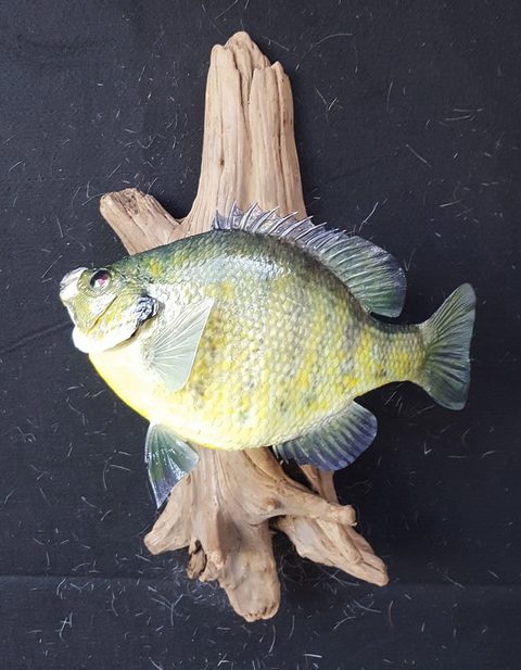 fish taxidermy by Jason's Taxidermy