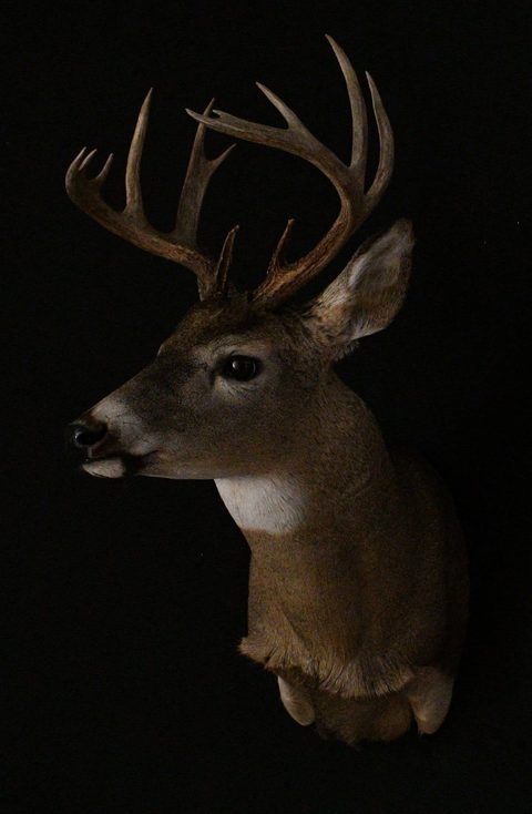 whitetail deer taxidermy by Jason's Taxidermy