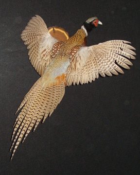 Ring-necked pheasant mount, item #42