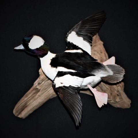 Bufflehead – Flying – waterfowl taxidermy by Jason's Taxidermy