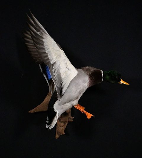 Mallard – Flying – waterfowl taxidermy by Jason's Taxidermy
