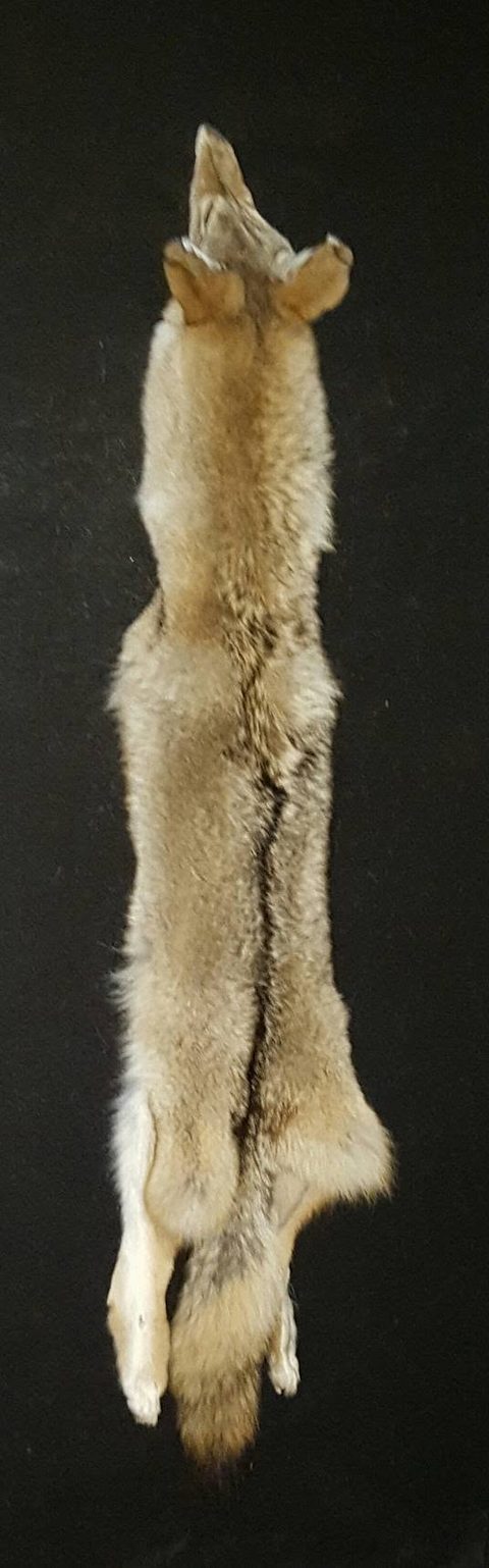 furbearer taxidermy by Jason's Taxidermy