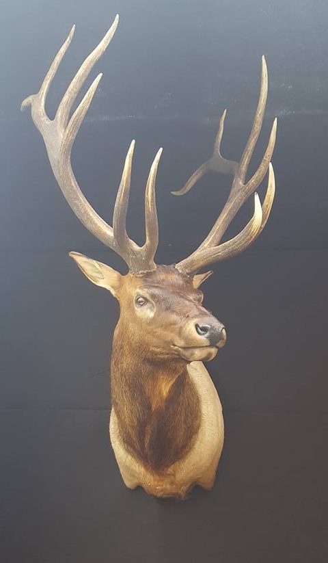 big game taxidermy by Jason's Taxidermy