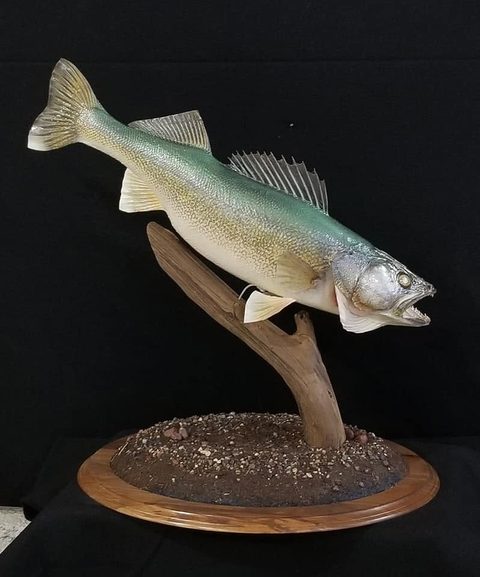 fish taxidermy by Jason's Taxidermy