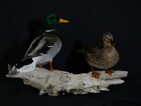 Mallard Pair – waterfowl taxidermy by Jason's Taxidermy