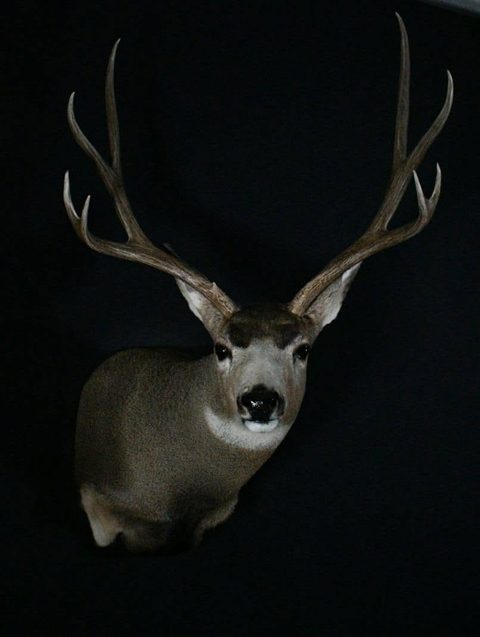 whitetail deer taxidermy by Jason's Taxidermy