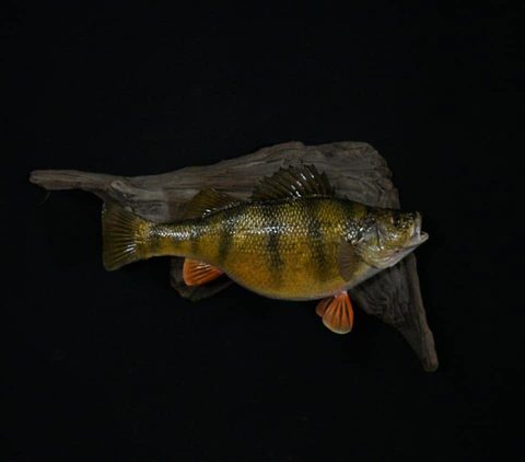 fish taxidermy by Jason's Taxidermy