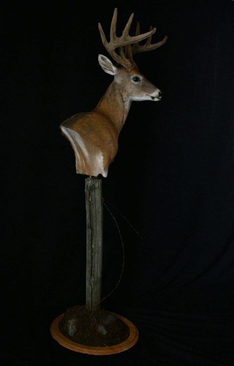 whitetail deer taxidermy by Jason's Taxidermy