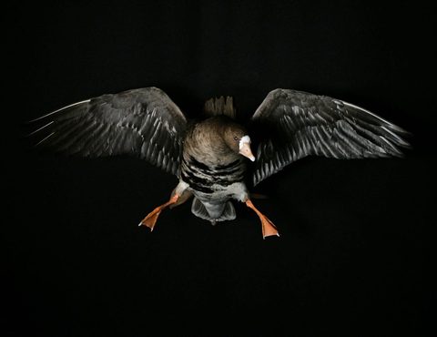 Specklebelly Goose – Flying – waterfowl taxidermy by Jason's Taxidermy