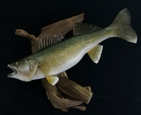 fish taxidermy by Jason's Taxidermy