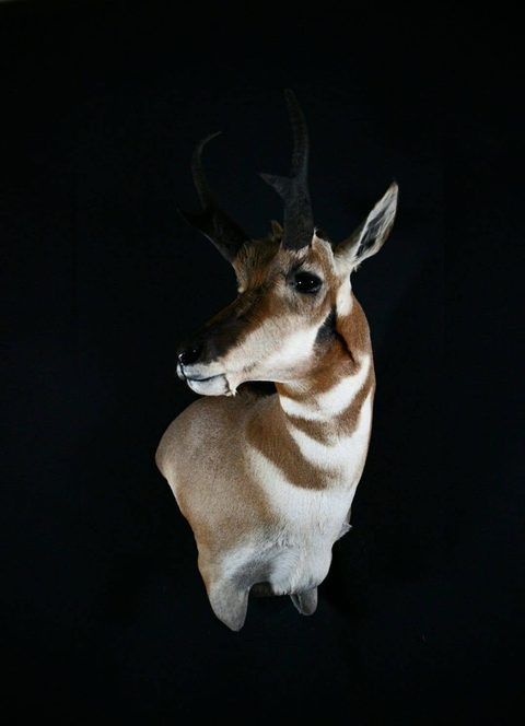 big game taxidermy by Jason's Taxidermy