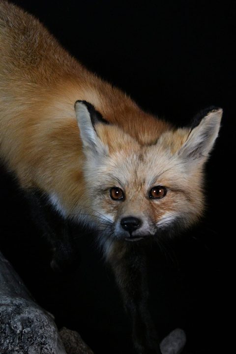 furbearer taxidermy by Jason's Taxidermy