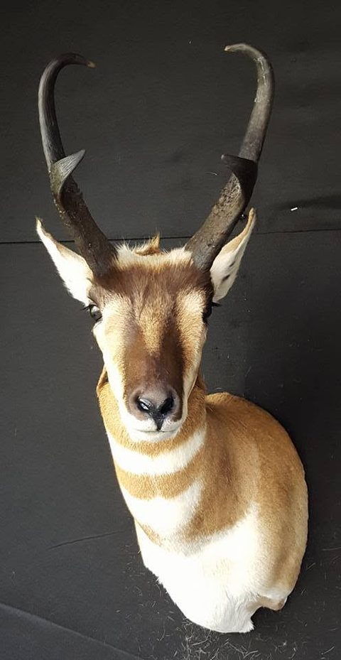 big game taxidermy by Jason's Taxidermy