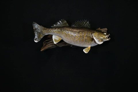 fish taxidermy by Jason's Taxidermy
