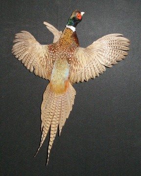 Ring-necked pheasant mount, item #38