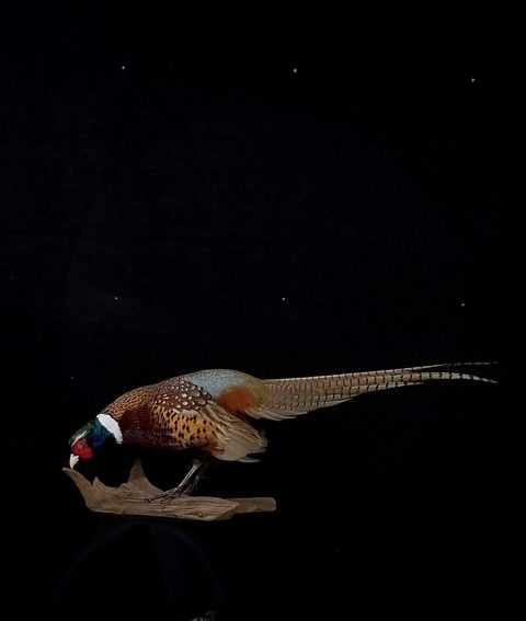 upland game bird taxidermy by Jason's Taxidermy