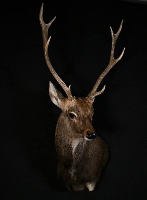 big game taxidermy by Jason's Taxidermy