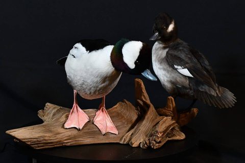 Bufflehead Pair – waterfowl taxidermy by Jason's Taxidermy