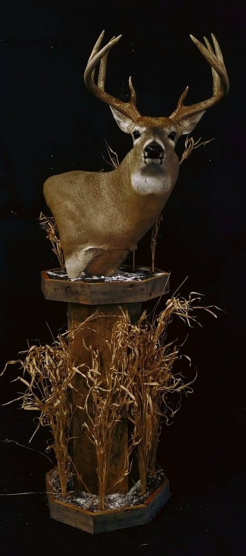 whitetail deer taxidermy by Jason's Taxidermy