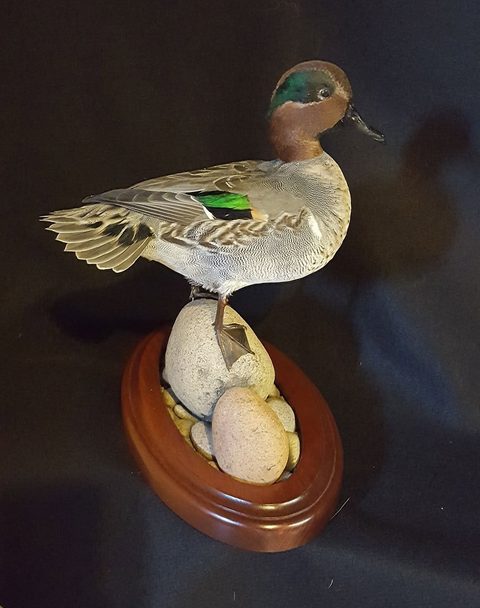 Green-winged Teal – Standing – waterfowl taxidermy by Jason's Taxidermy