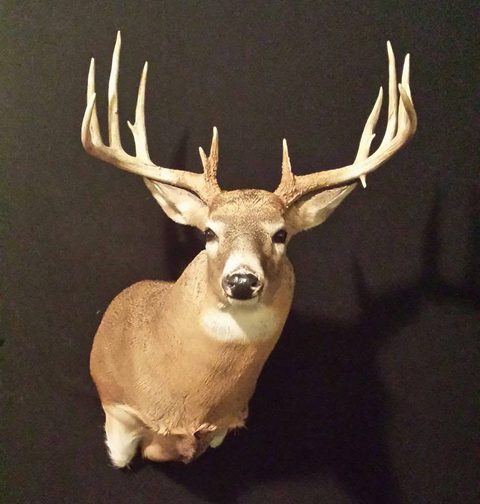 whitetail deer taxidermy by Jason's Taxidermy
