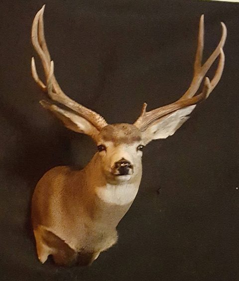 whitetail deer taxidermy by Jason's Taxidermy