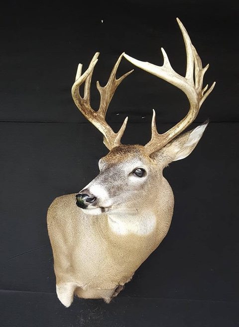 whitetail deer taxidermy by Jason's Taxidermy