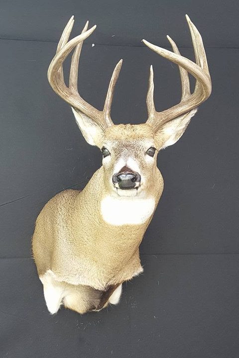 whitetail deer taxidermy by Jason's Taxidermy