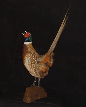 Ring-necked pheasant mount, item #13 (sold)