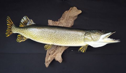 fish taxidermy by Jason's Taxidermy